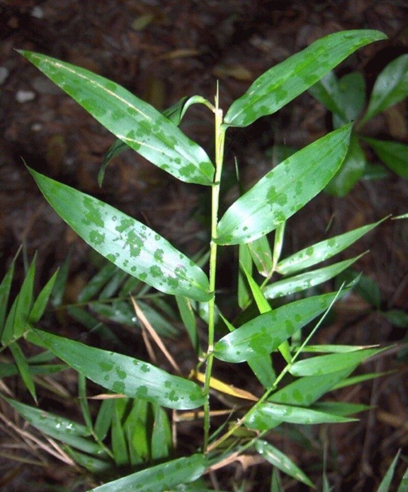 Lasiacis divaricata — houseplant care guide