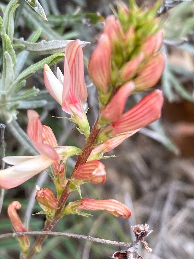 Onobrychis saxatilis flower