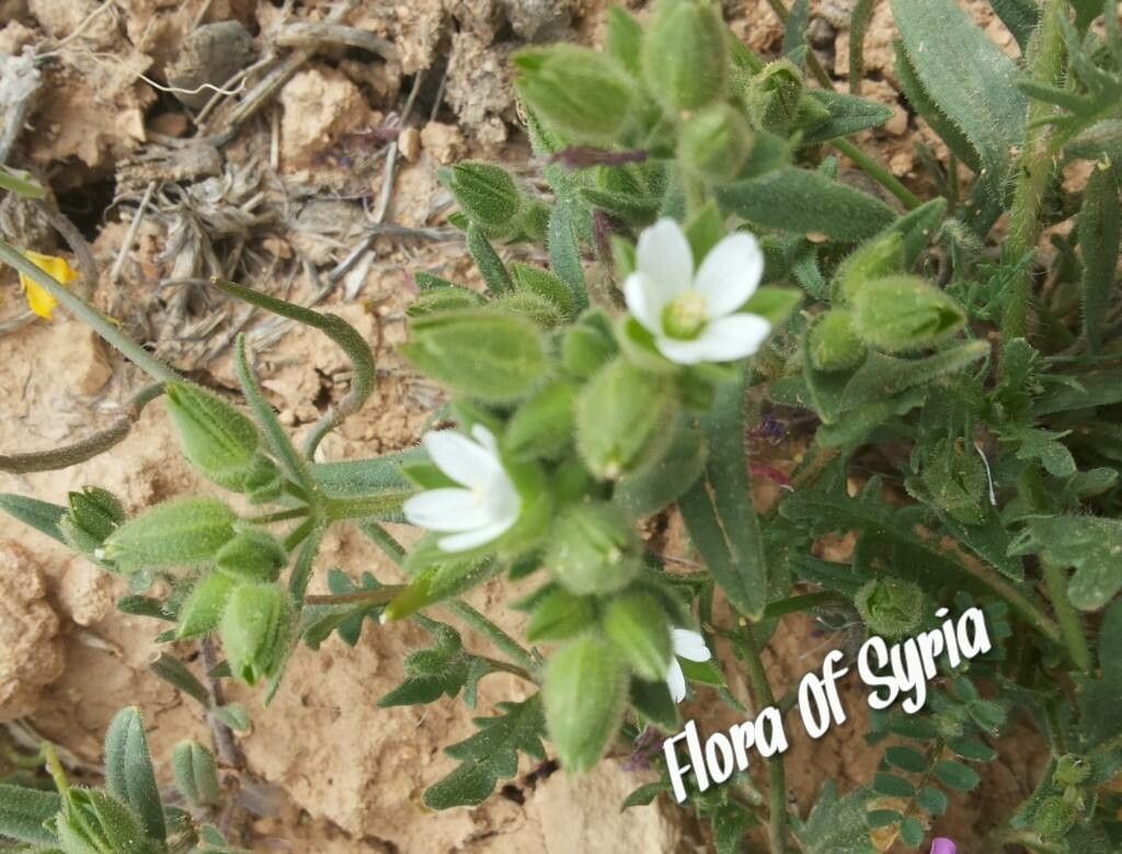 Cerastium dichotomum habit