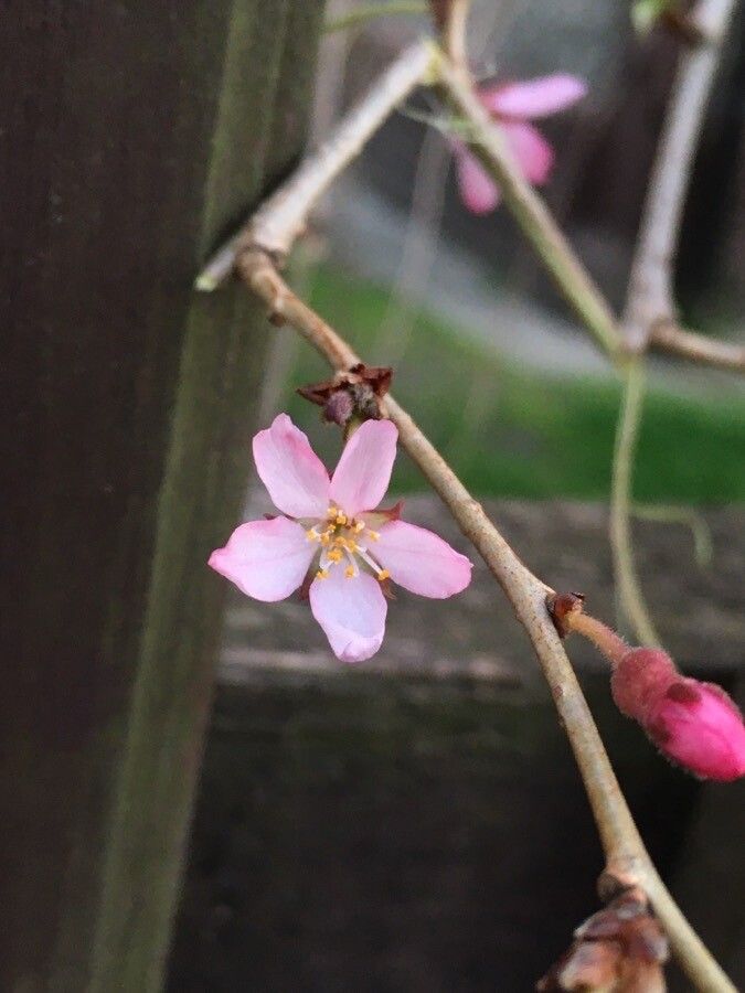 Prunus pedunculata — search result for 'Mongolia'