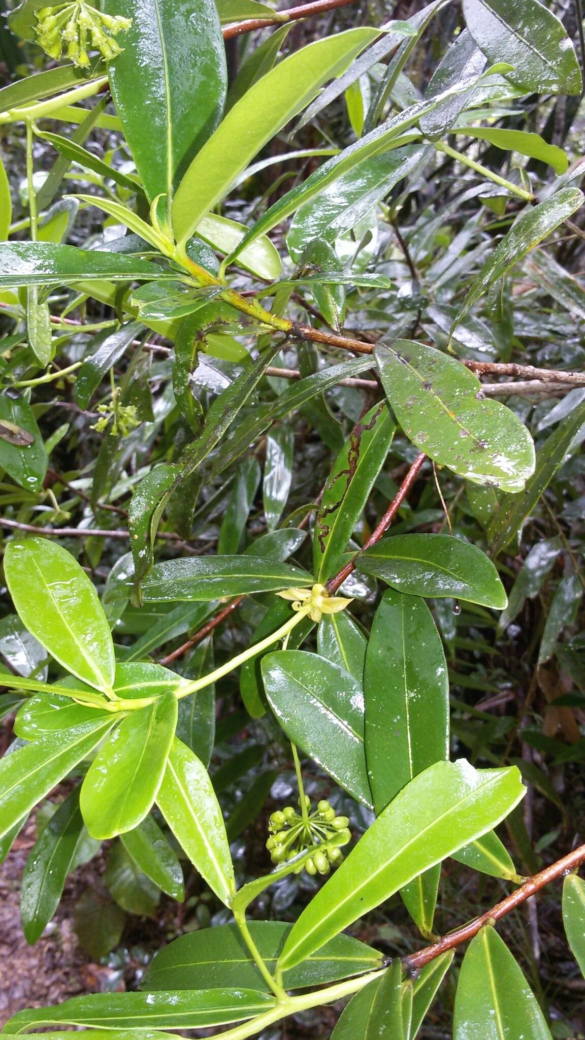 Peddiea involucrata — related species from the same genus