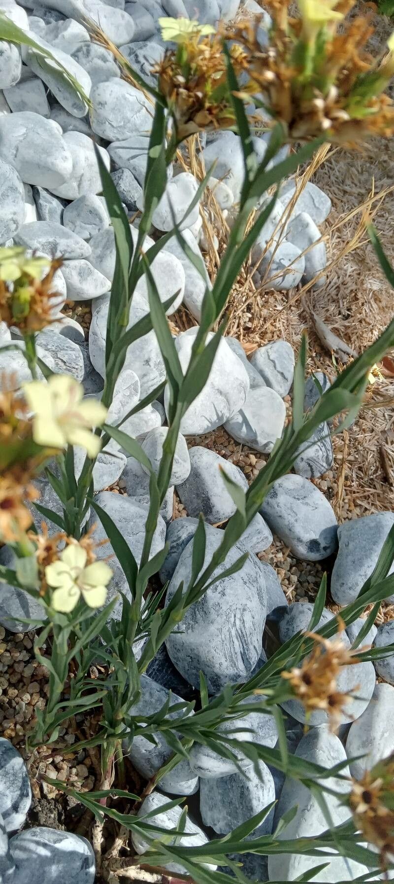 Dianthus knappii — search result for 'Montenegro'