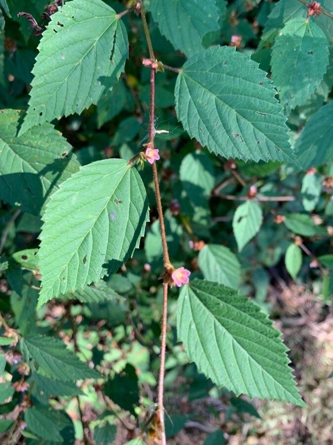 Melochia nodiflora — houseplant care guide