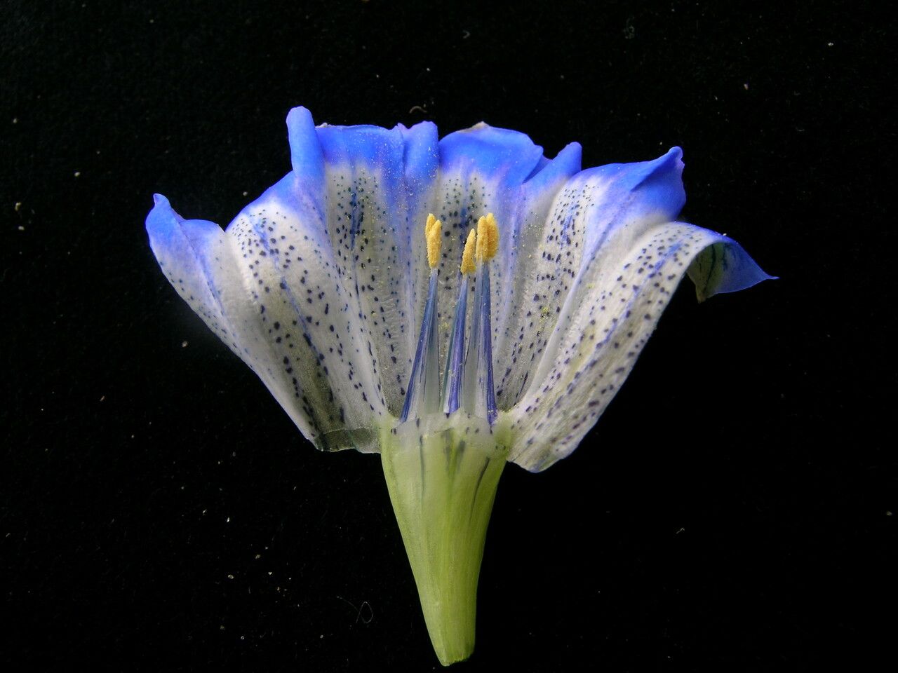 Gentiana meiantha flower