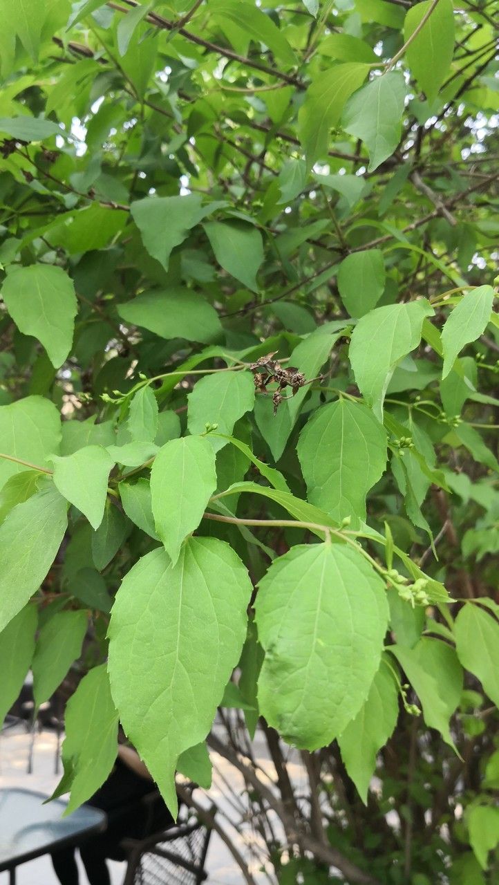 Philadelphus pekinensis leaf