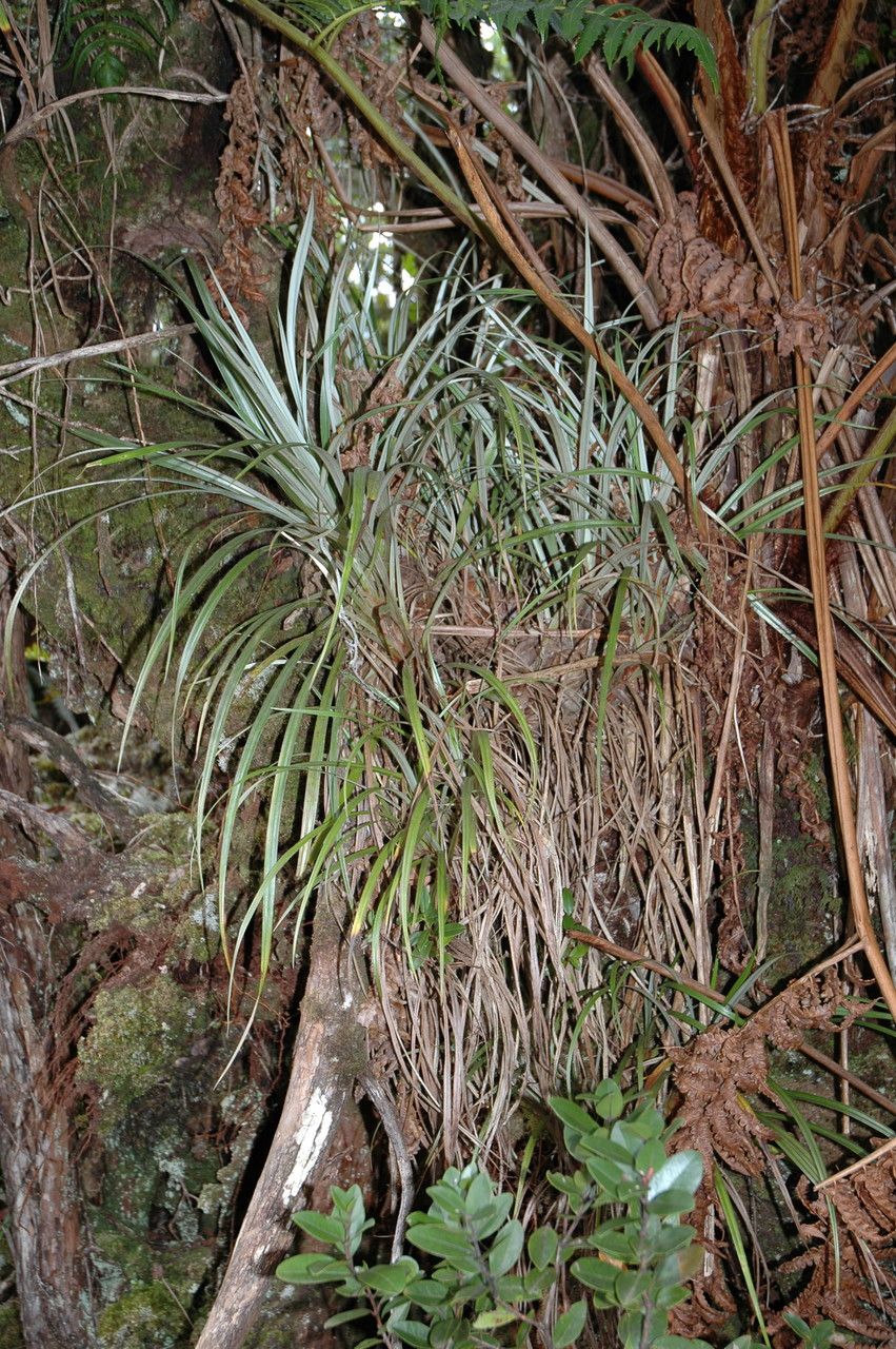 Astelia menziesiana habit