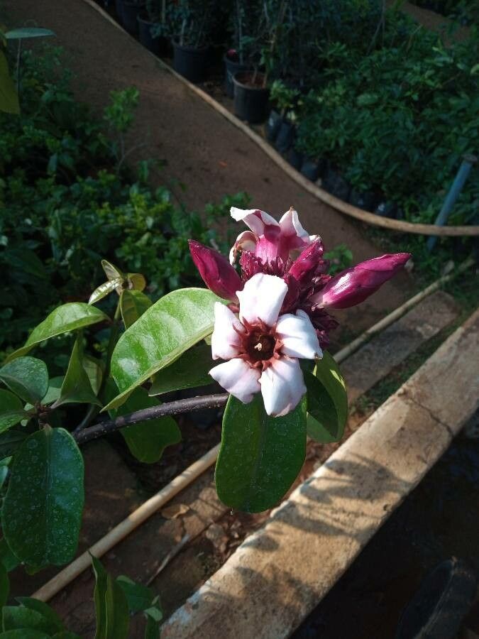 Strophanthus gratus flower