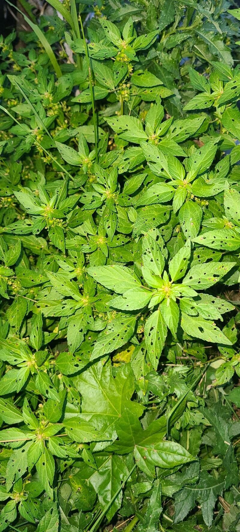 Acalypha rhomboidea leaf