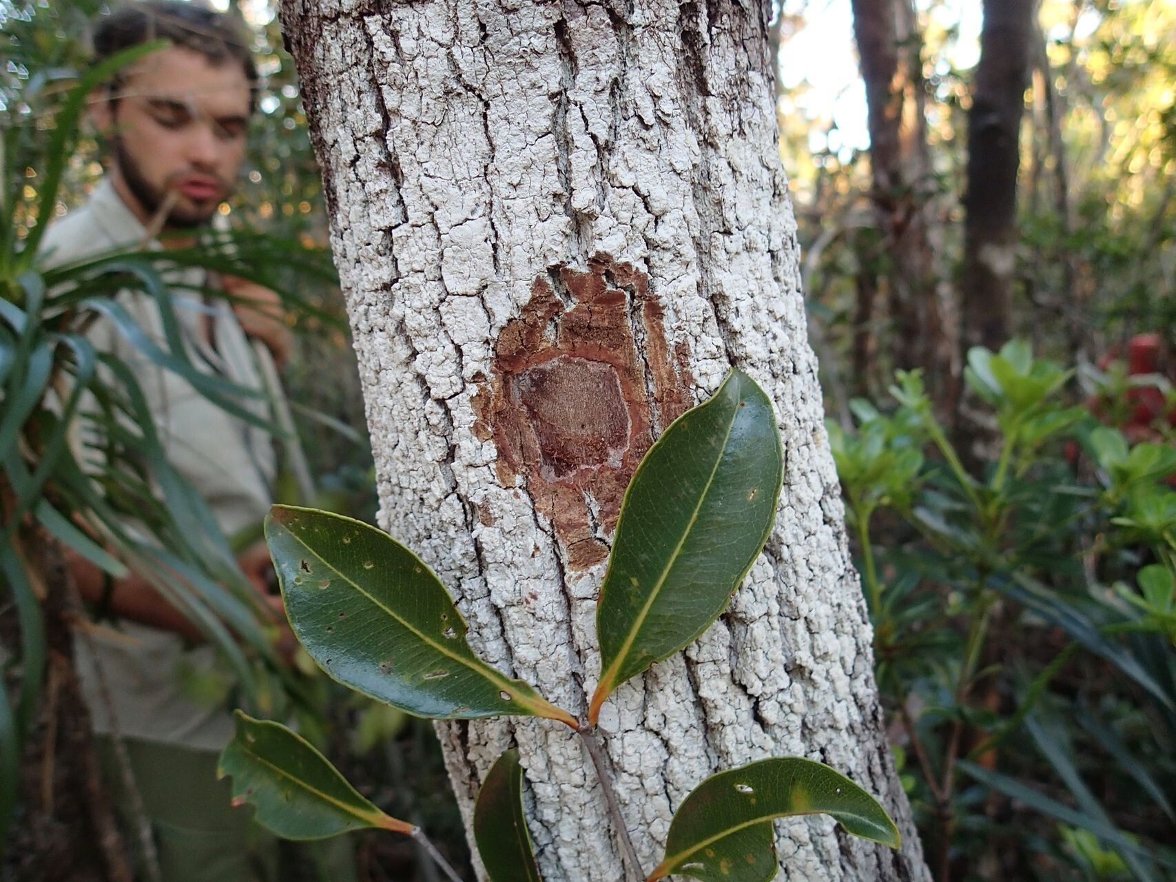 Syzygium frutescens bark