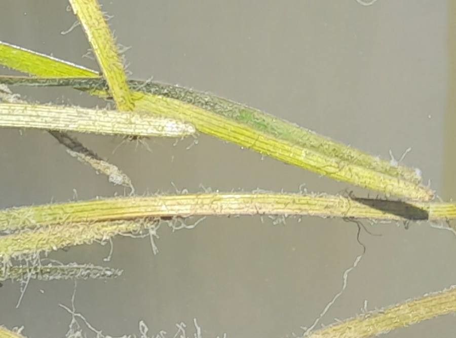 Stuckenia striata — search result for 'Potamogetonaceae'