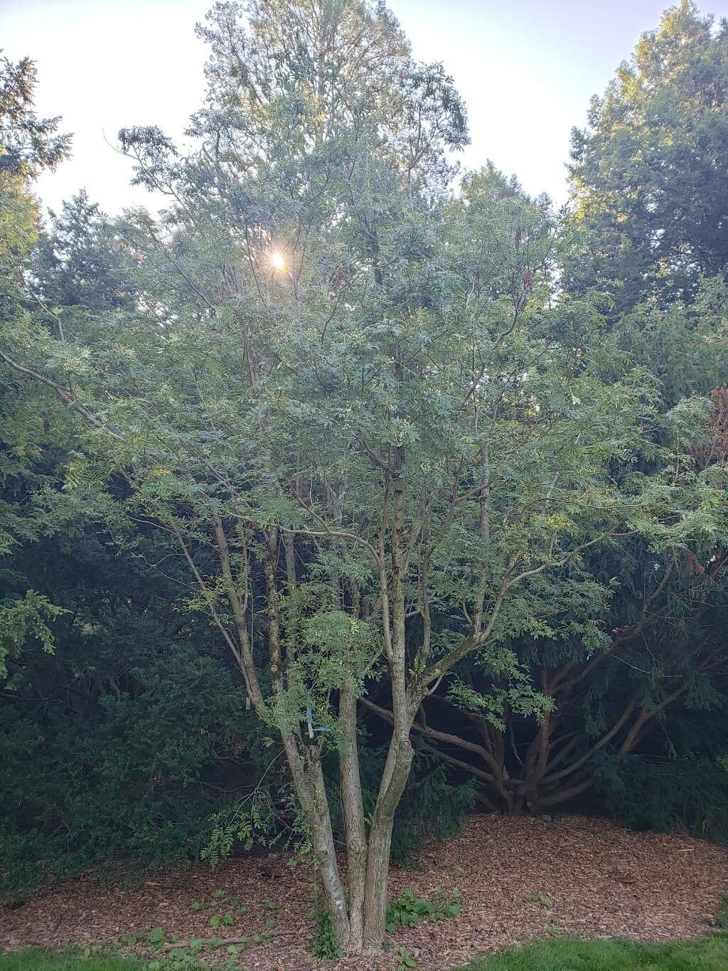 Sorbus hupehensis habit
