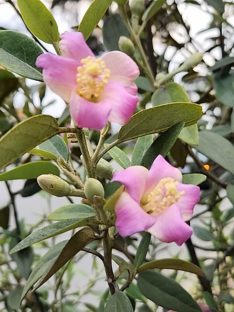 Lagunaria patersonia flower