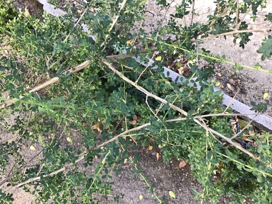 Adenocarpus complicatus — search result for 'Spain'