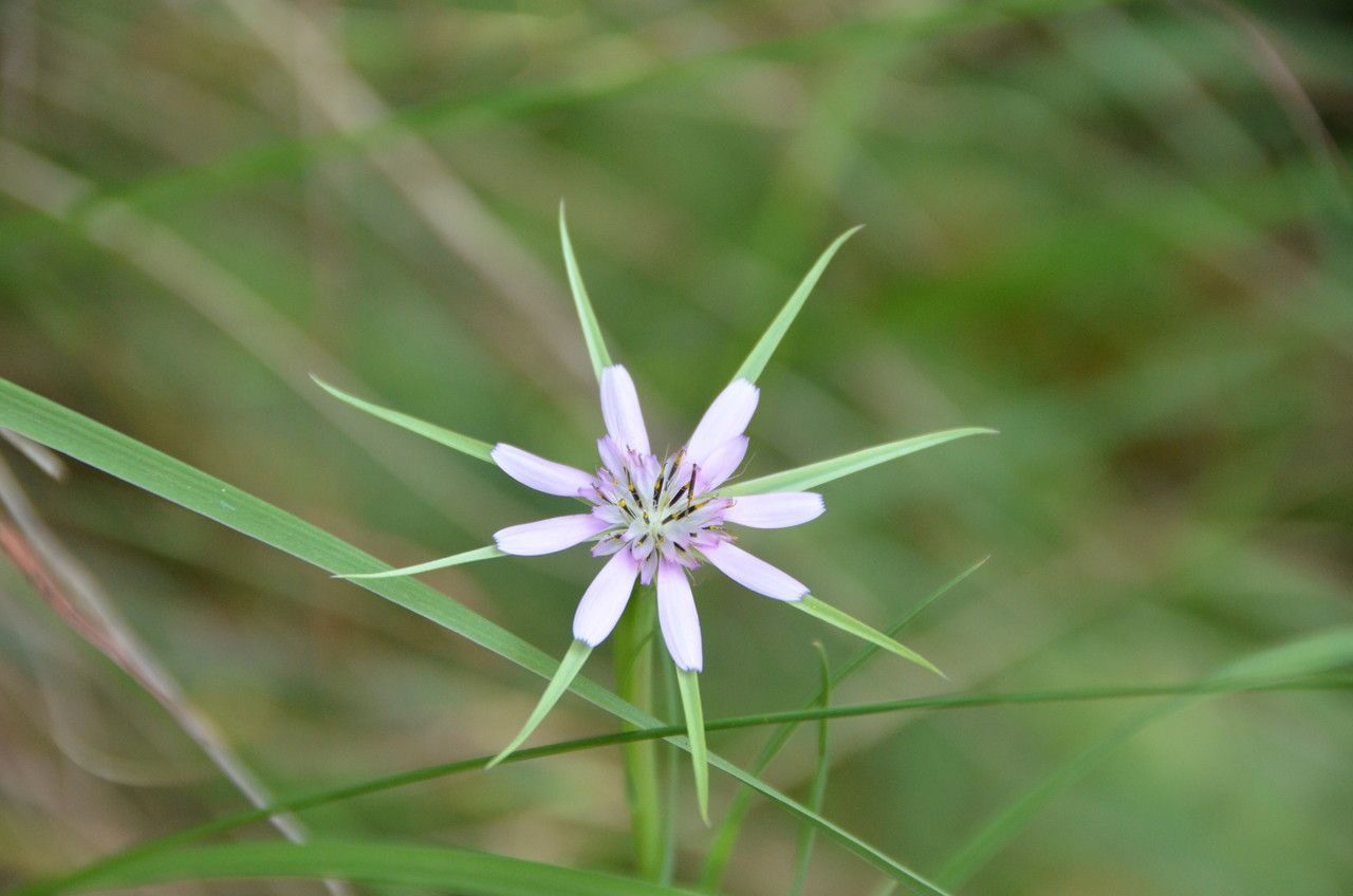 Tragopogon hybridus flower