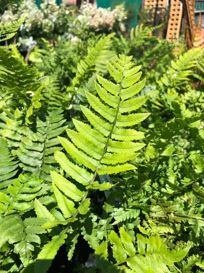 Dryopteris atrata — search result for 'Dryopteris'