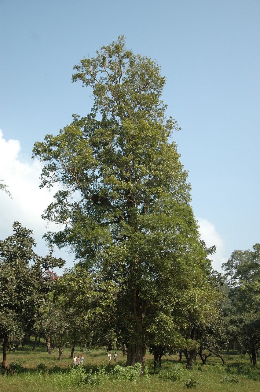Mitragyna parvifolia habit