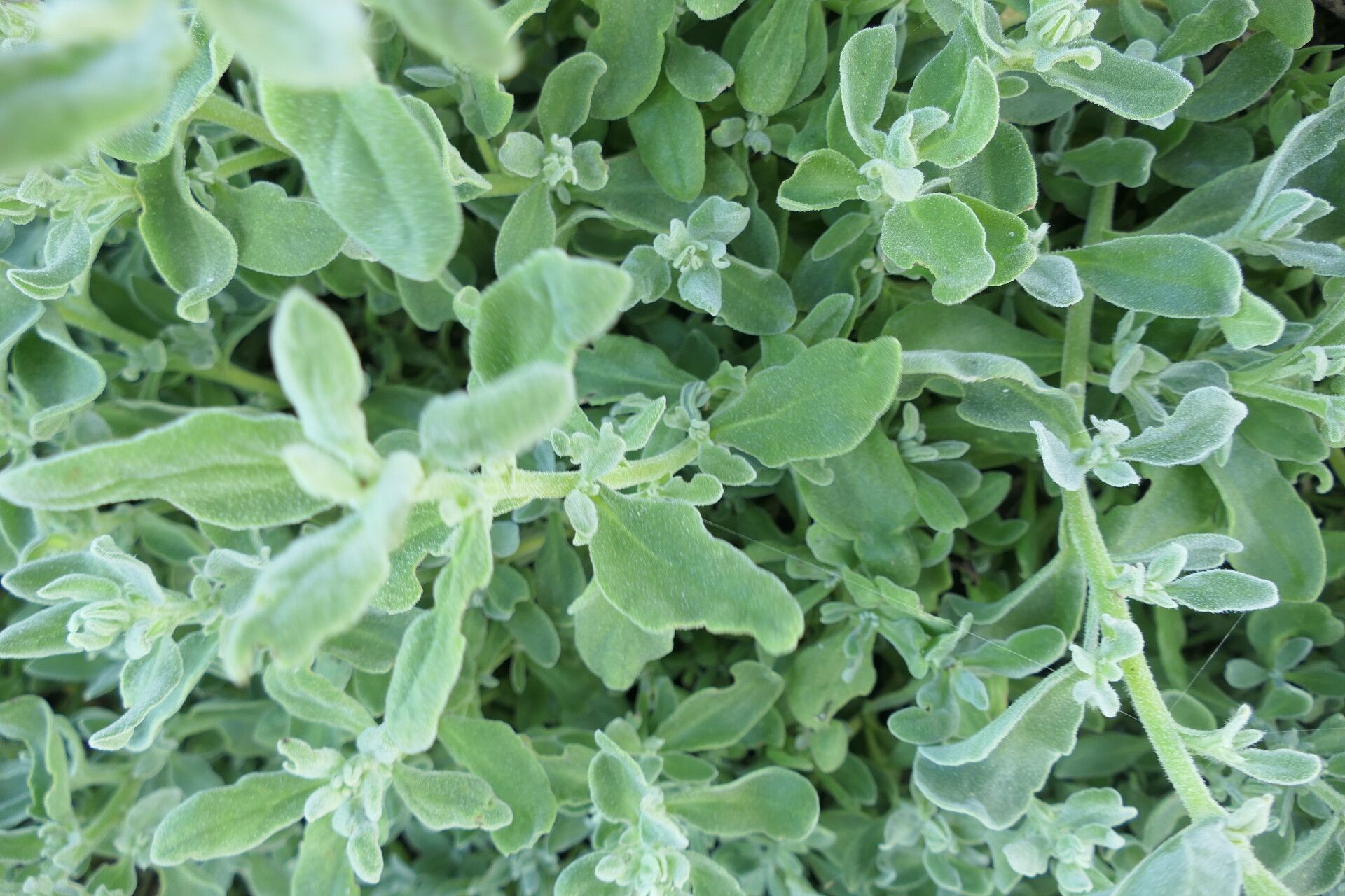 Tetragonia decumbens leaf