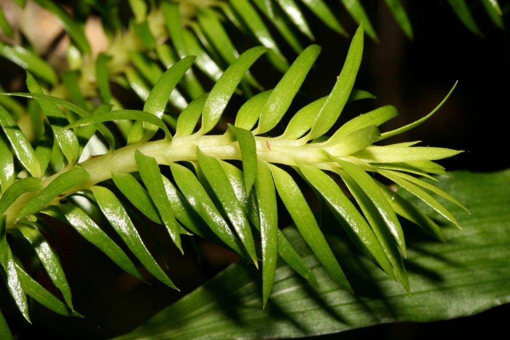 Phlegmariurus schlechteri — search result for 'Phlegmariurus'