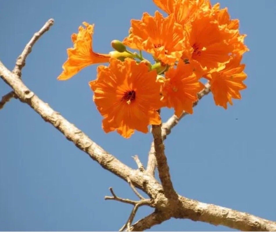 Cordia dodecandra flower
