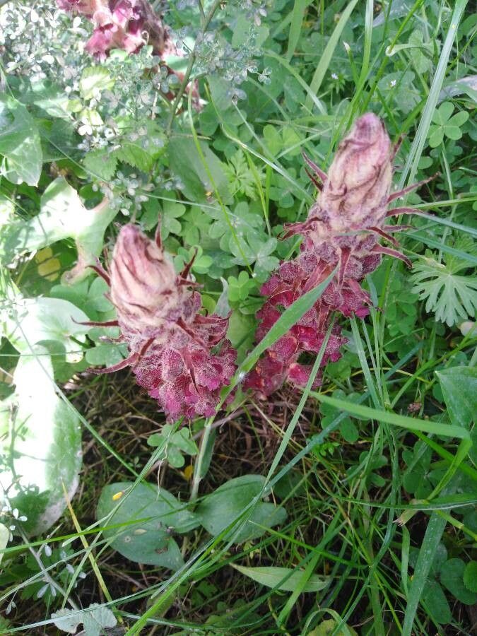Orobanche sanguinea leaf
