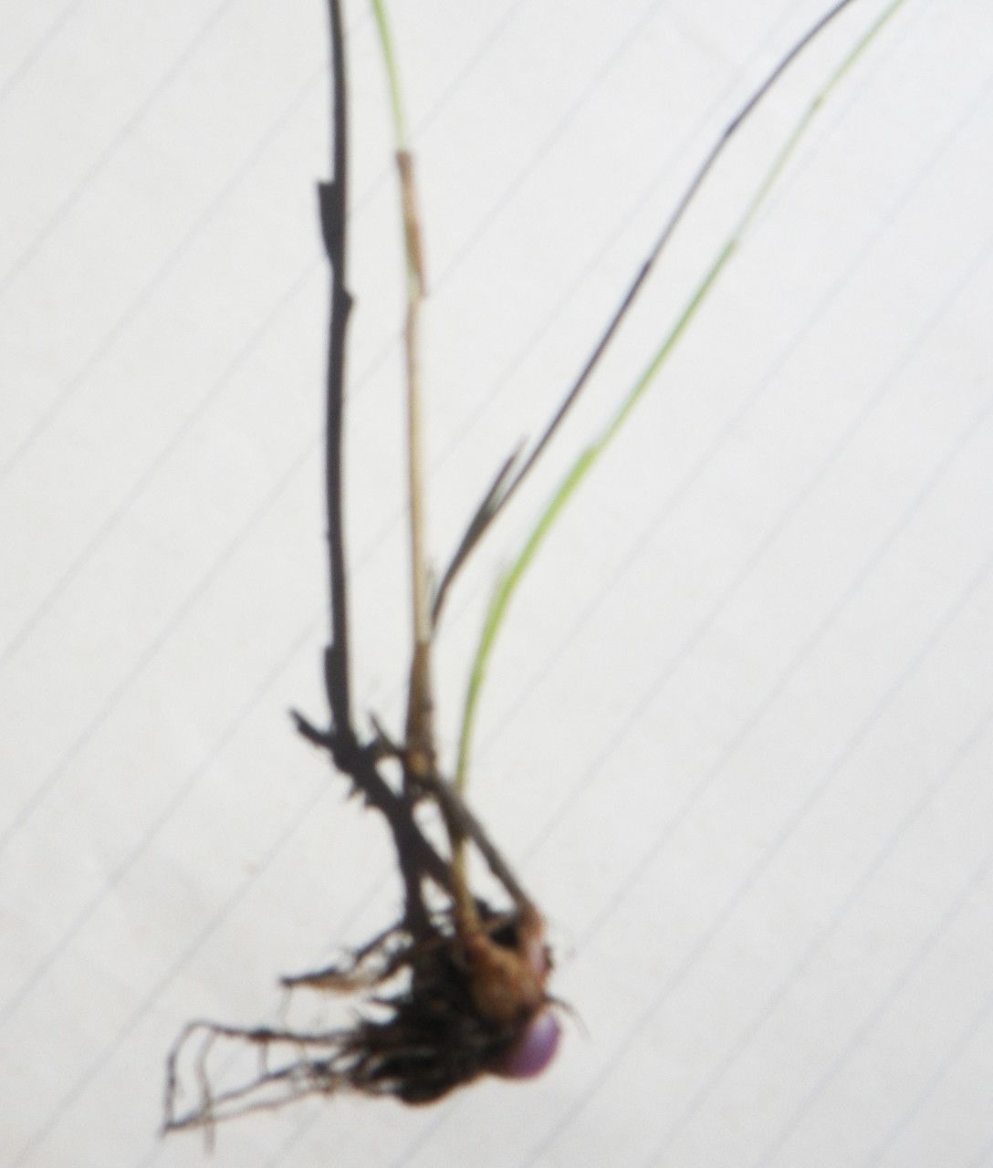 Alopecurus bulbosus other