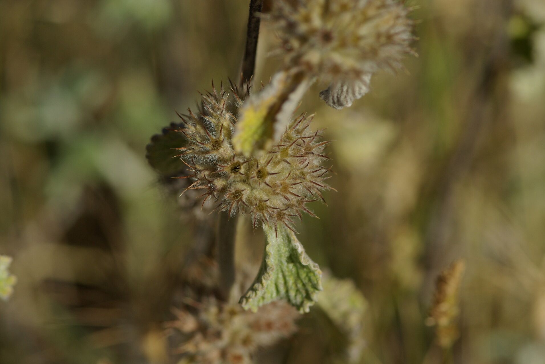 Marrubium supinum fruit