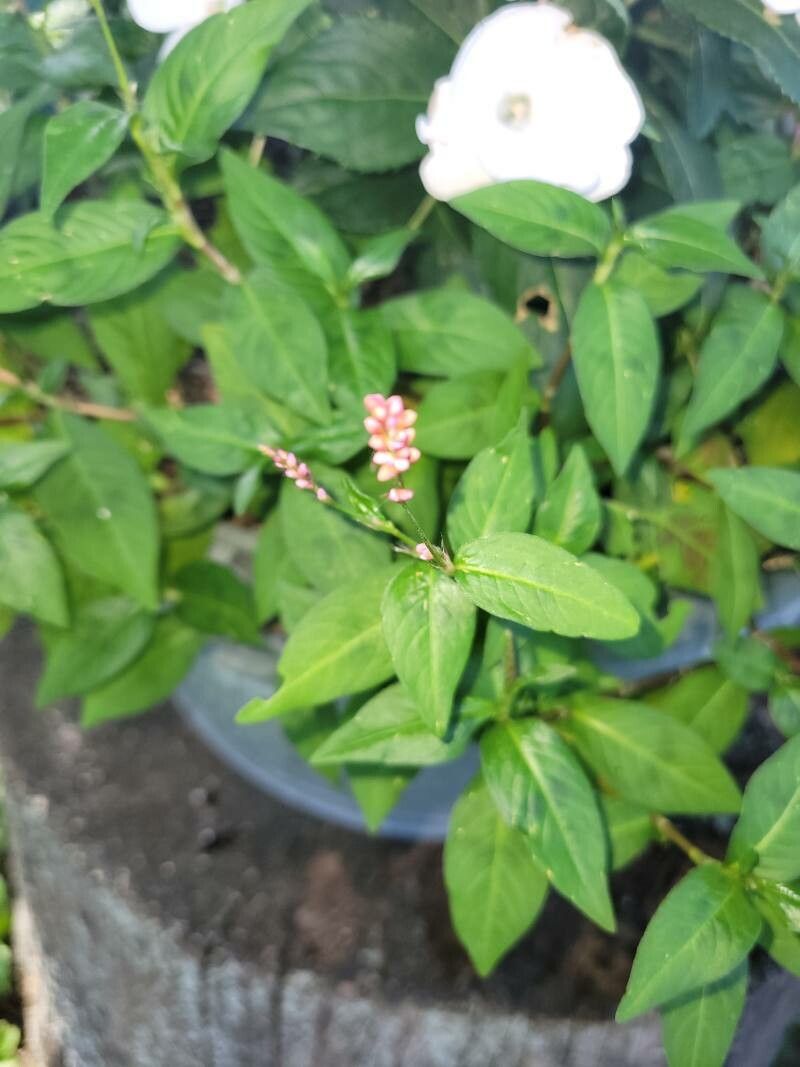 Polygonum lapathifolium — search result for 'Persicaria'
