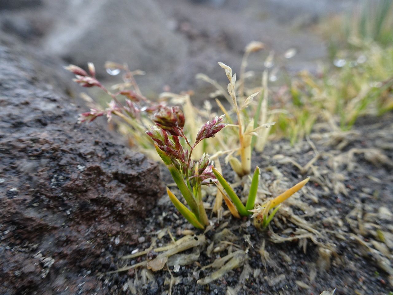 Poa pauciflora habit