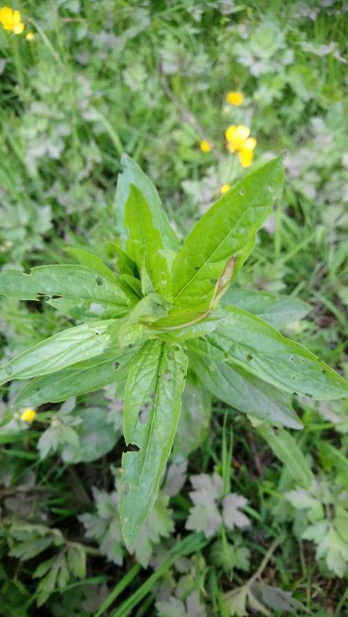Epilobium ciliatum x Epilobium tetragonum — search result for 'Epilobium'