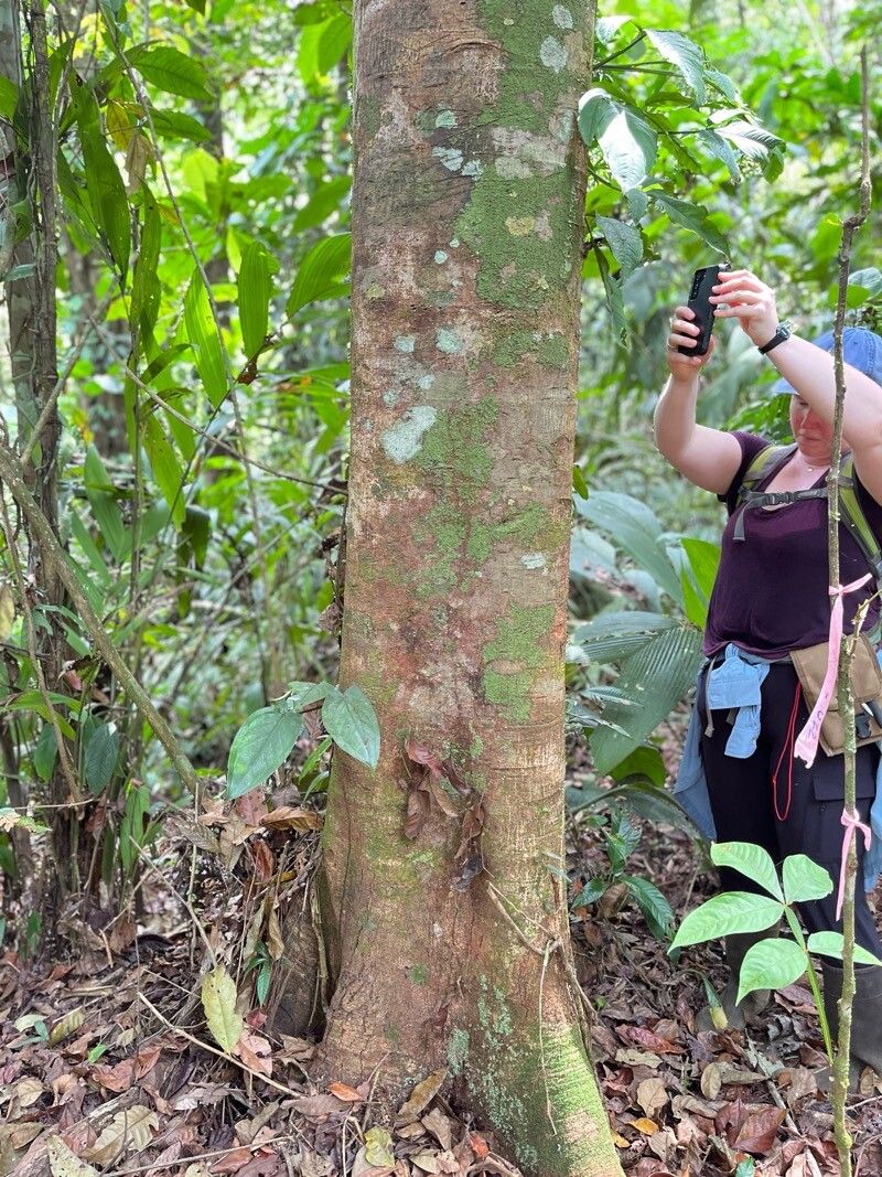 Byrsonima crispa bark
