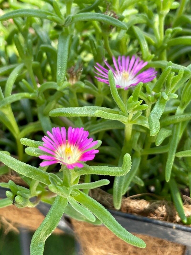 Delosperma sutherlandii flower