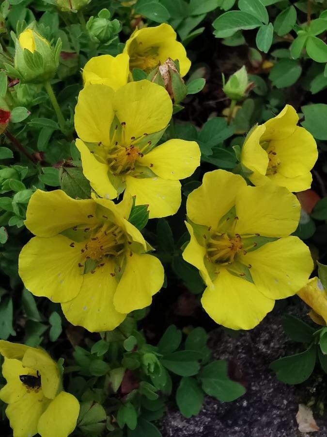 Potentilla eriocarpa flower
