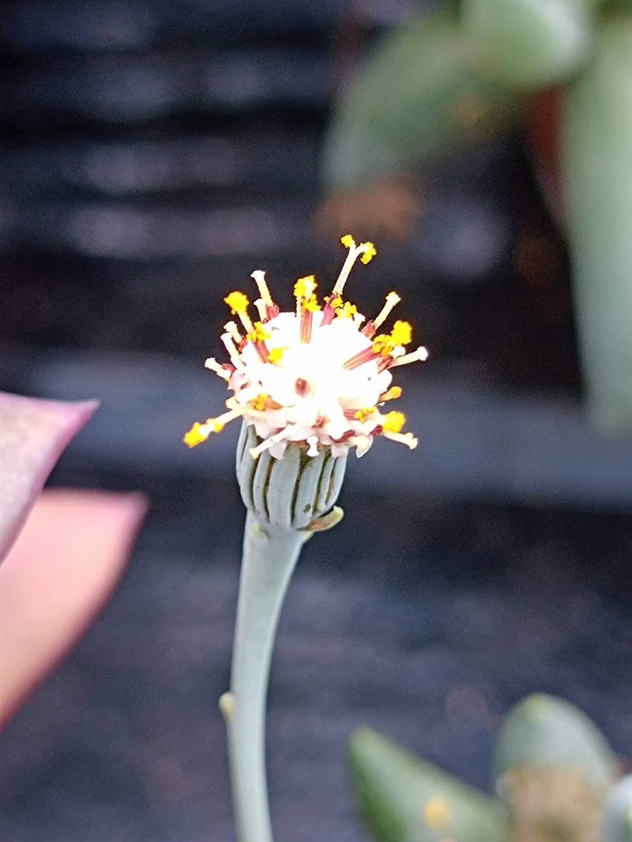 Curio sulcicalyx flower