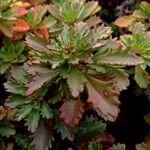 Kalanchoe longiflora