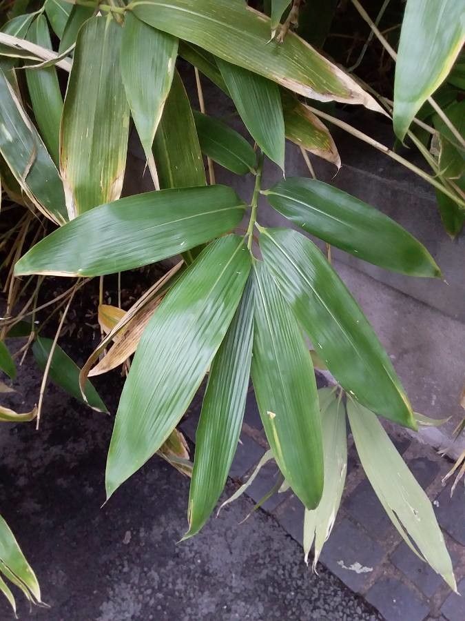 Sasa palmata — search result for 'Bamboo'