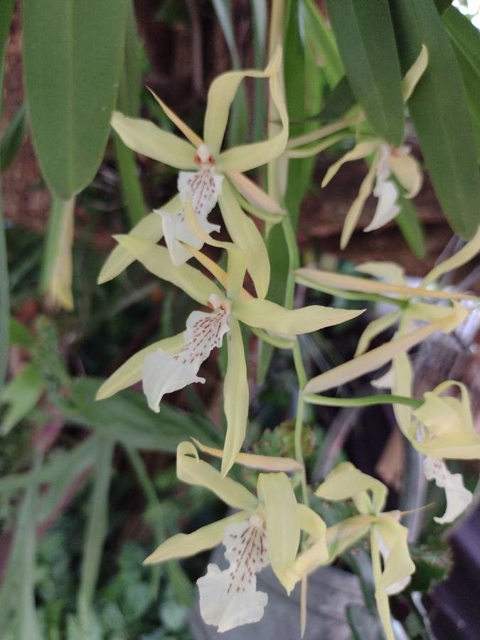 Miltonia Flavescens flower