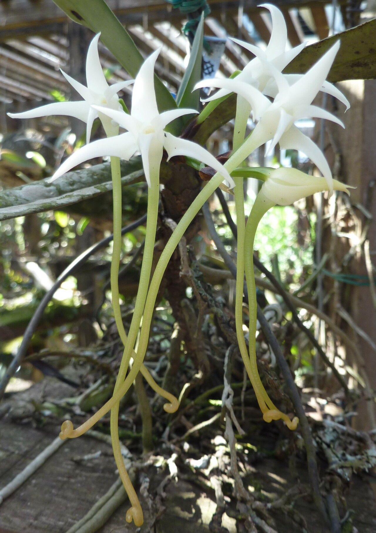 Cyrtorchis letouzeyi flower