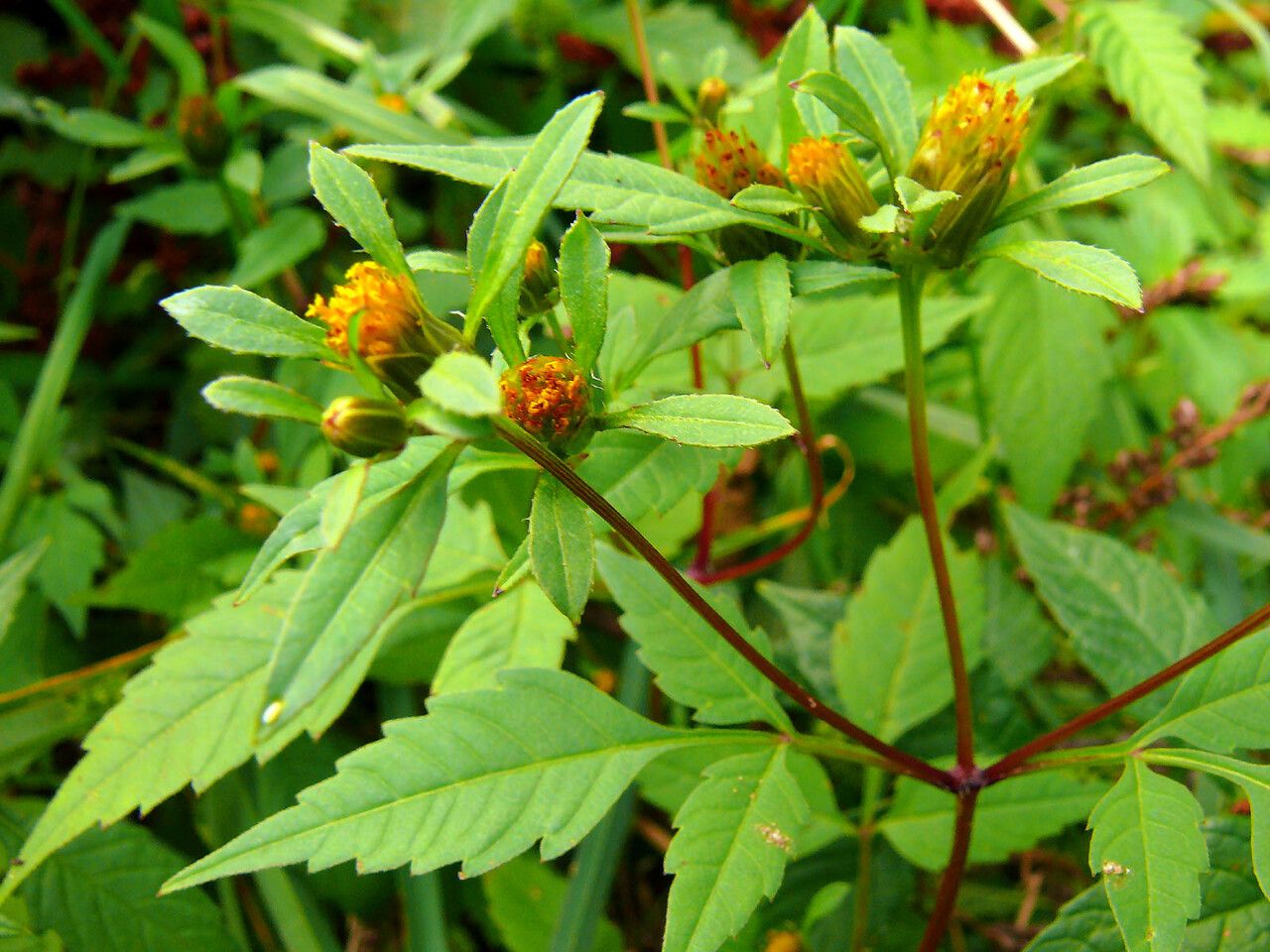 Bidens connata flower