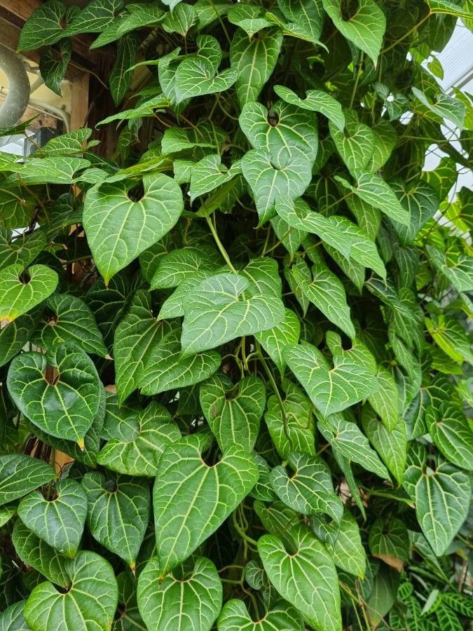 Aristolochia cauliflora — search result for 'Aristolochia'