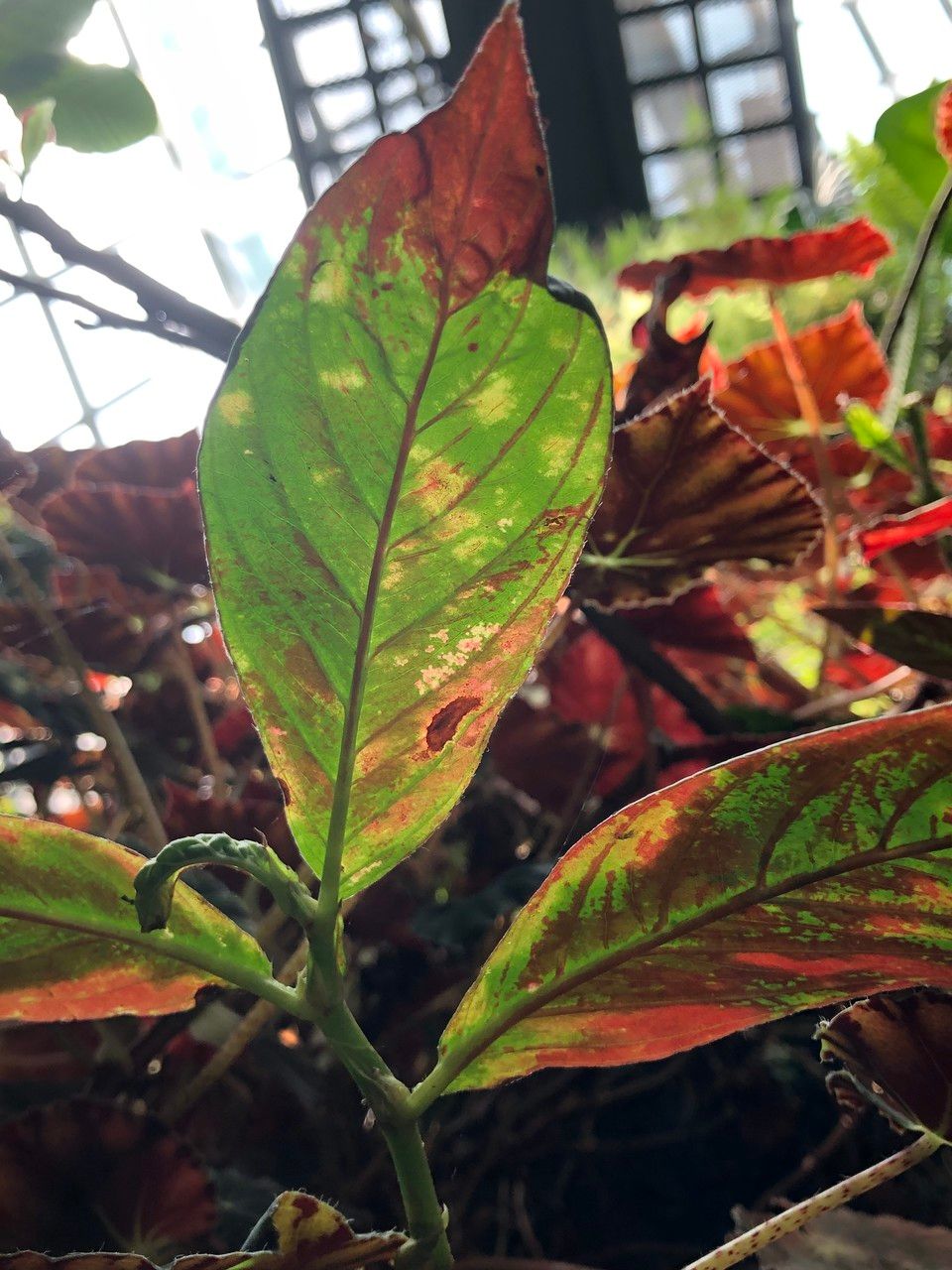 Columnea medicinalis leaf