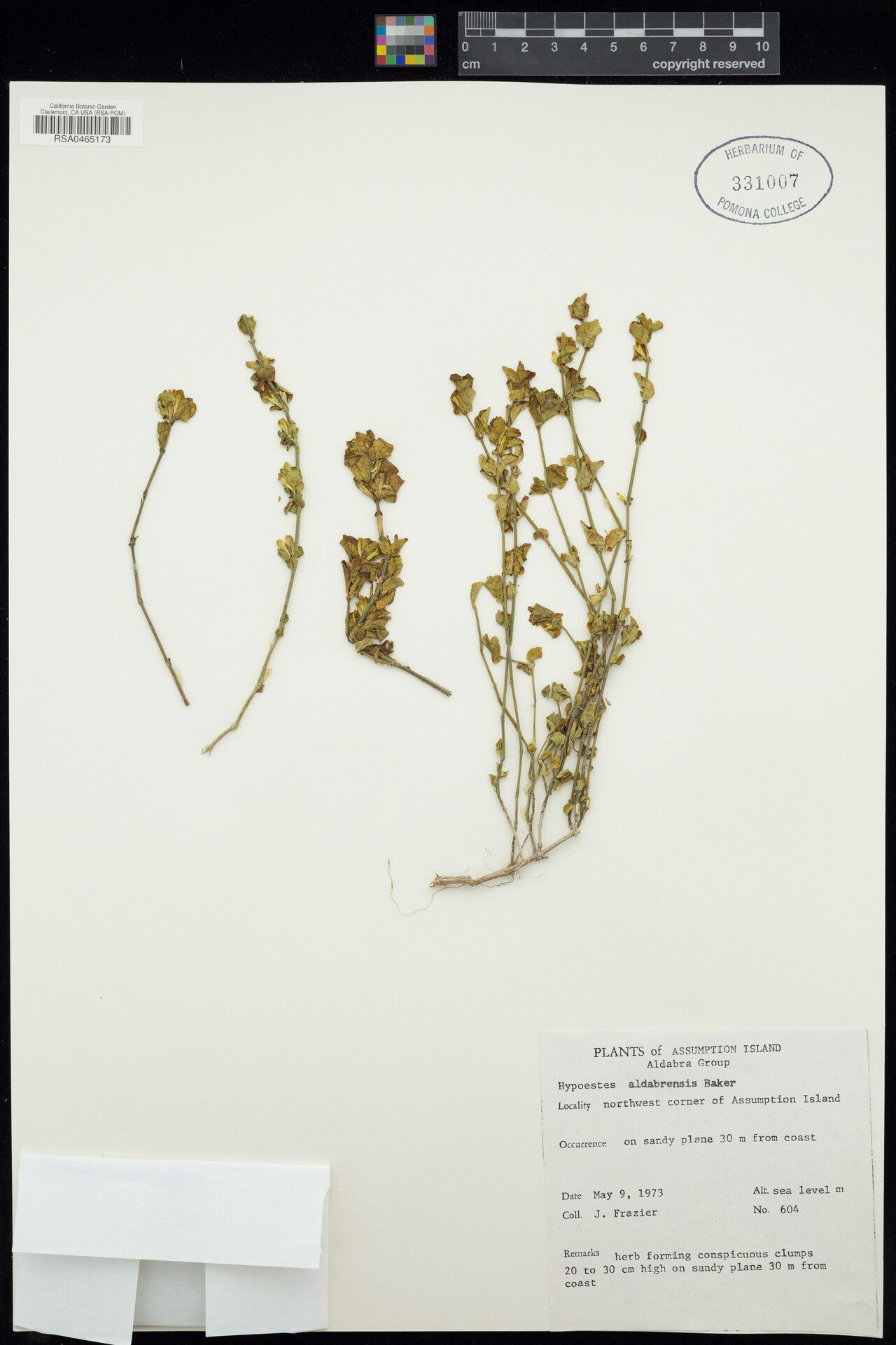 Hypoestes aldabrensis