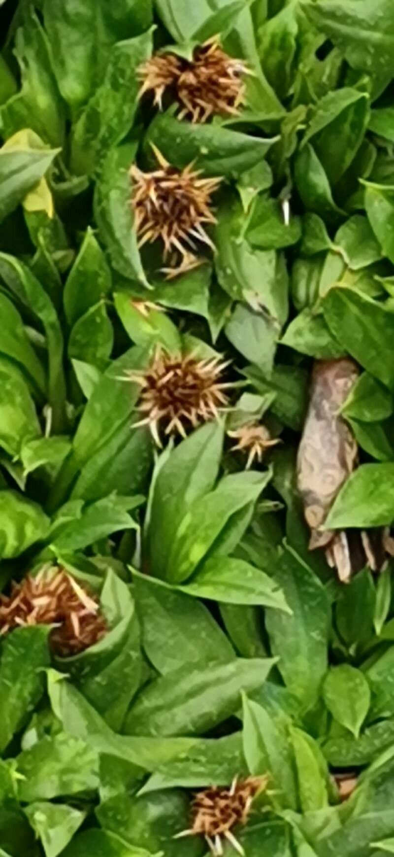 Ammobium calyceroides other