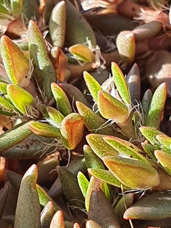 Portulaca foliosa leaf