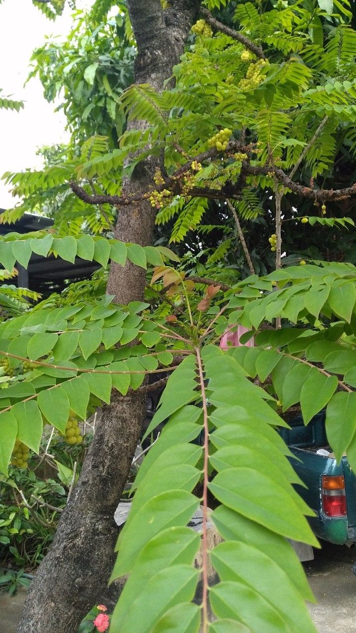 Phyllanthus acidus leaf