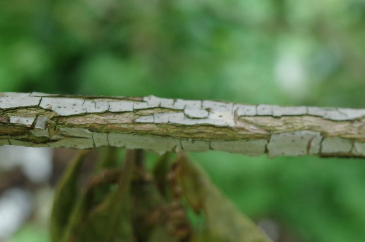 Rhododendron peregrinum bark
