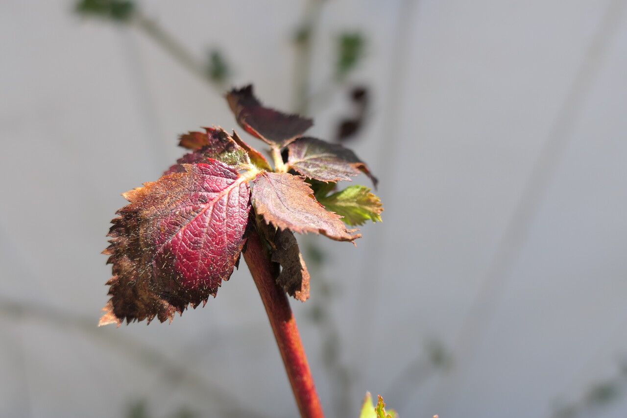 Rubus pensilvanicus — search result for 'Rubus'