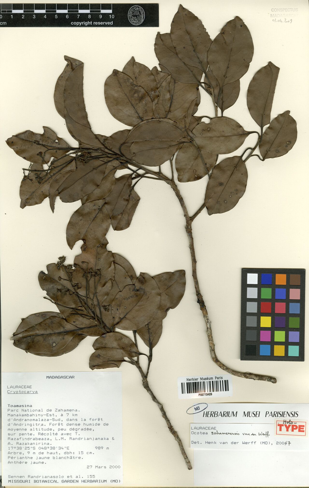 Ocotea zahamenensis — houseplant care guide