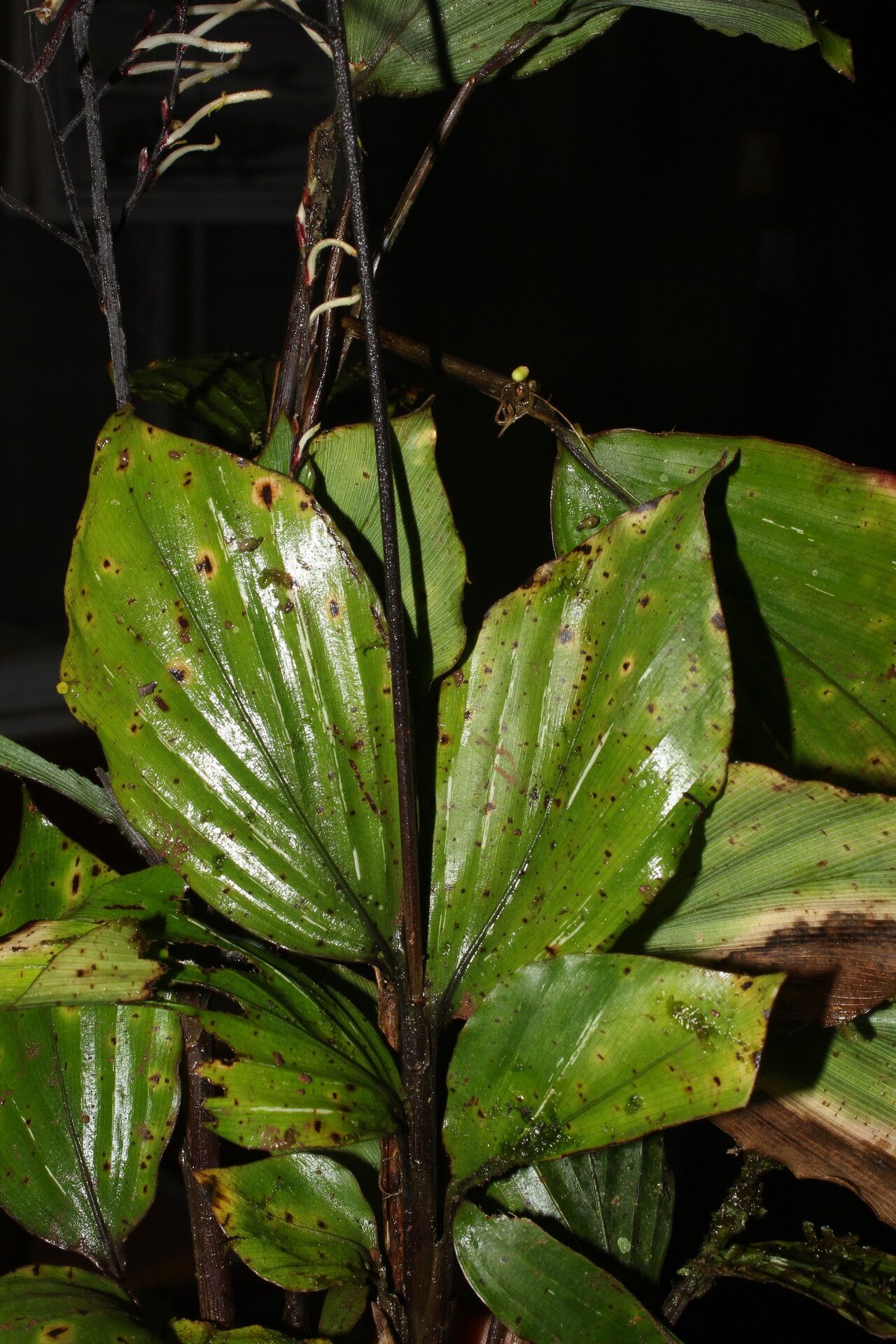 Pharus vittatus — related species from the same genus