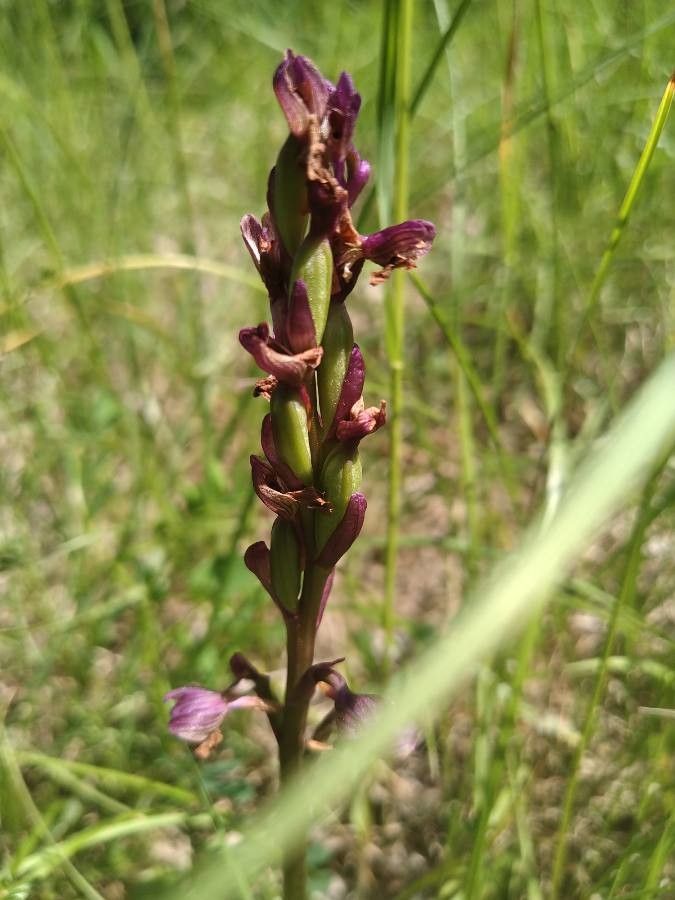 Anacamptis morio fruit