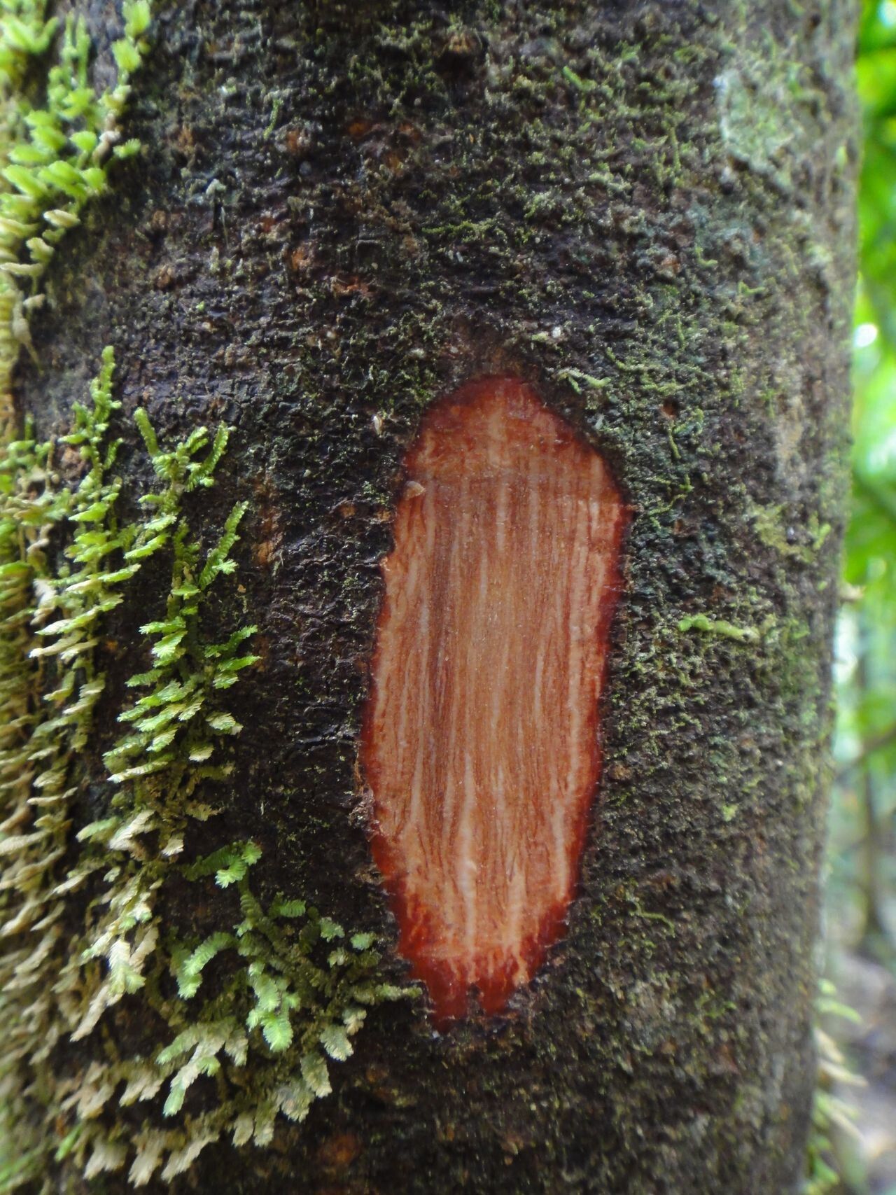 Bocquillonia phenacostigma bark